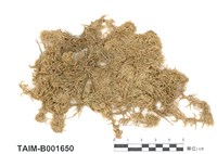 藏品(擬狹葉泥炭苔)的圖片